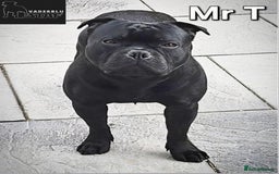 Staffordshire Bull Terrier dogs for stud: The wait is over... Mr T  - Image 1