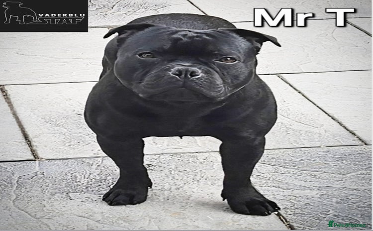 Staffordshire Bull Terrier dogs - Advert 6