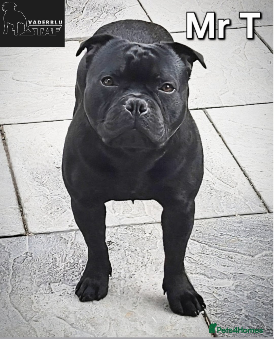 Staffordshire Bull Terrier dogs for stud: The wait is over... Mr T  - Image 1