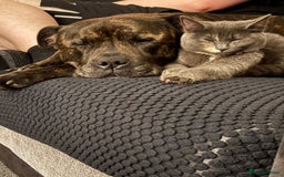 Mixed Breed cats for sale: 1 year old female cat - Image 4