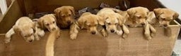 Labrador Retriever dogs for sale: SUPER LITTER OF RED FOX LABS - Advert 8