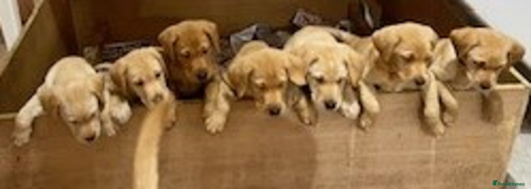 Labrador Retriever dogs for sale: SUPER LITTER OF RED FOX LABS - Advert 8