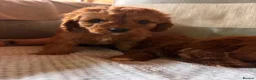 Cavapoo dogs for sale: Cavapoos  in Worcester - Advert 20
