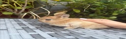 Netherland Dwarf rabbits for sale: Pure Netherland-Dwarf - Advert 2