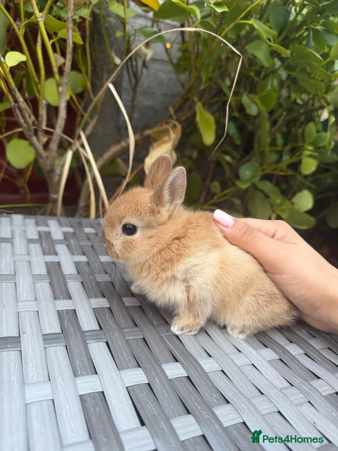 Netherland Dwarf rabbits for sale: Pure Netherland-Dwarf - Advert 2