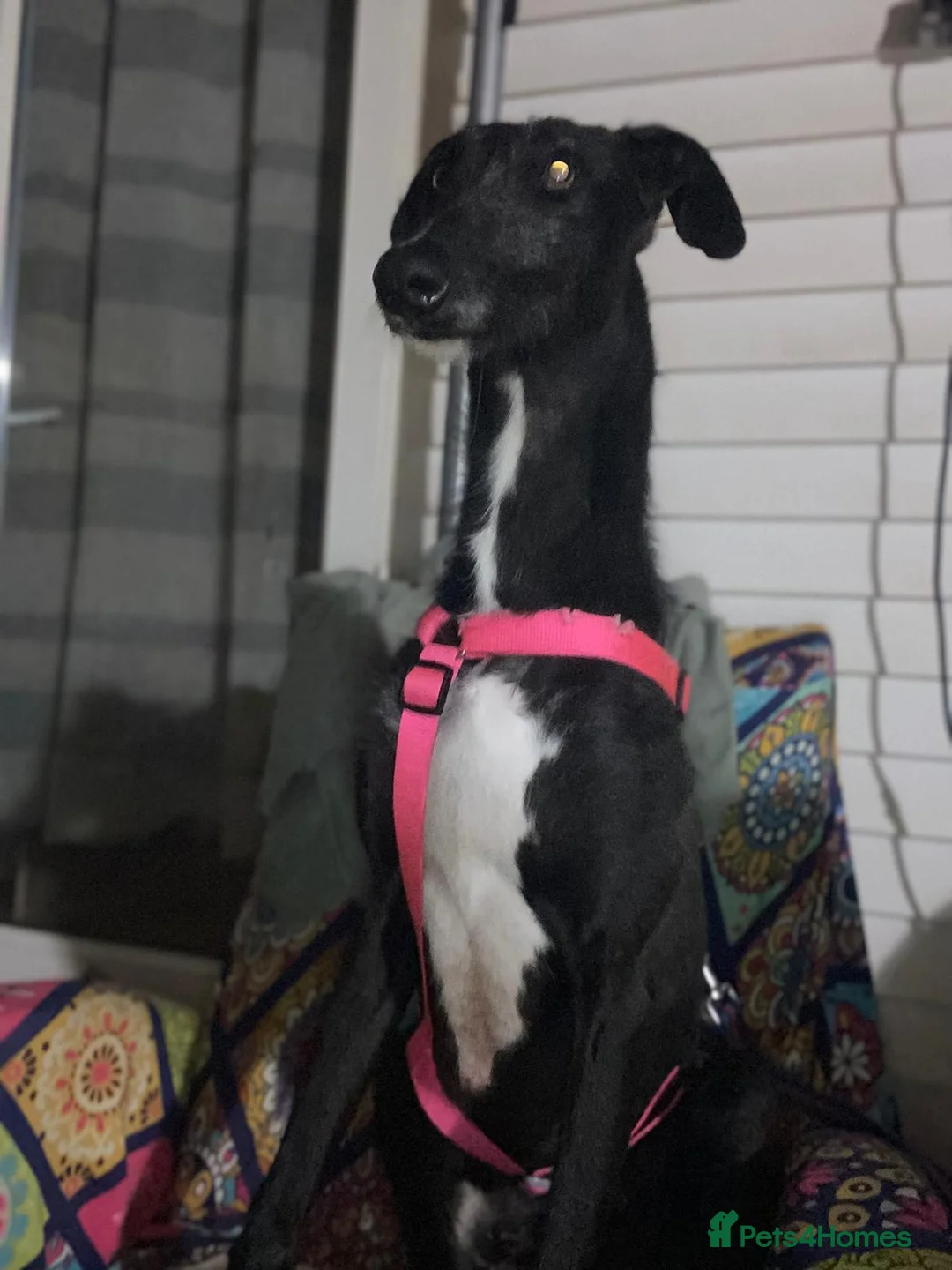 Mixed Breed dogs for adoption: Rey – A Brave Soul Ready to Love Again 🐾 in Hengoed - Advert 4