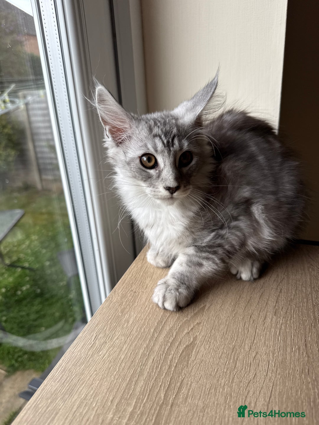 Maine Coon cats for sale: Pedigree xl size 3 last females  - Image 4