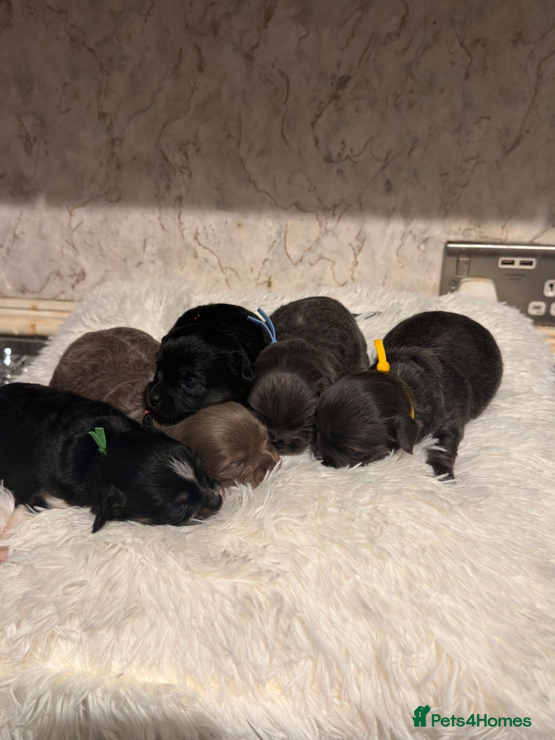 Chihuahua dogs for sale: Chihuahua pups - Advert 7