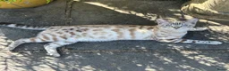 Bengal cats for sale: Stunning Snow Bengal Kittens - Advert 11