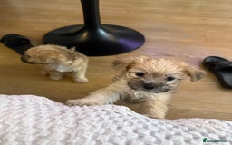 Mixed Breed dogs for sale: Lovely Poppies in Bexleyheath  - Image 2