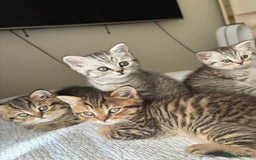 Persian cats for sale: Persian Chinchilla x British Short Hair kittens - Image 1