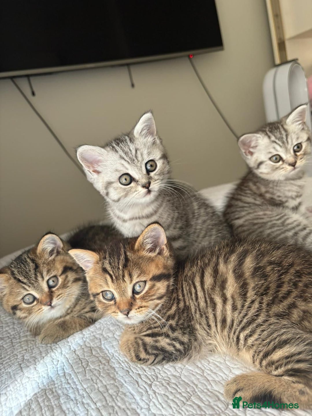 Persian cats for sale: Persian Chinchilla x British Short Hair kittens - Image 1