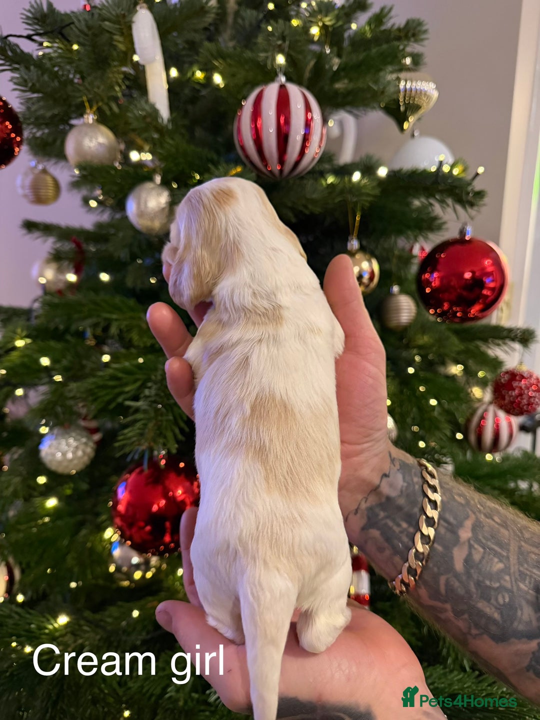 Cocker Spaniel dogs for sale: KC registered show type cocker spaniel  - Advert 8