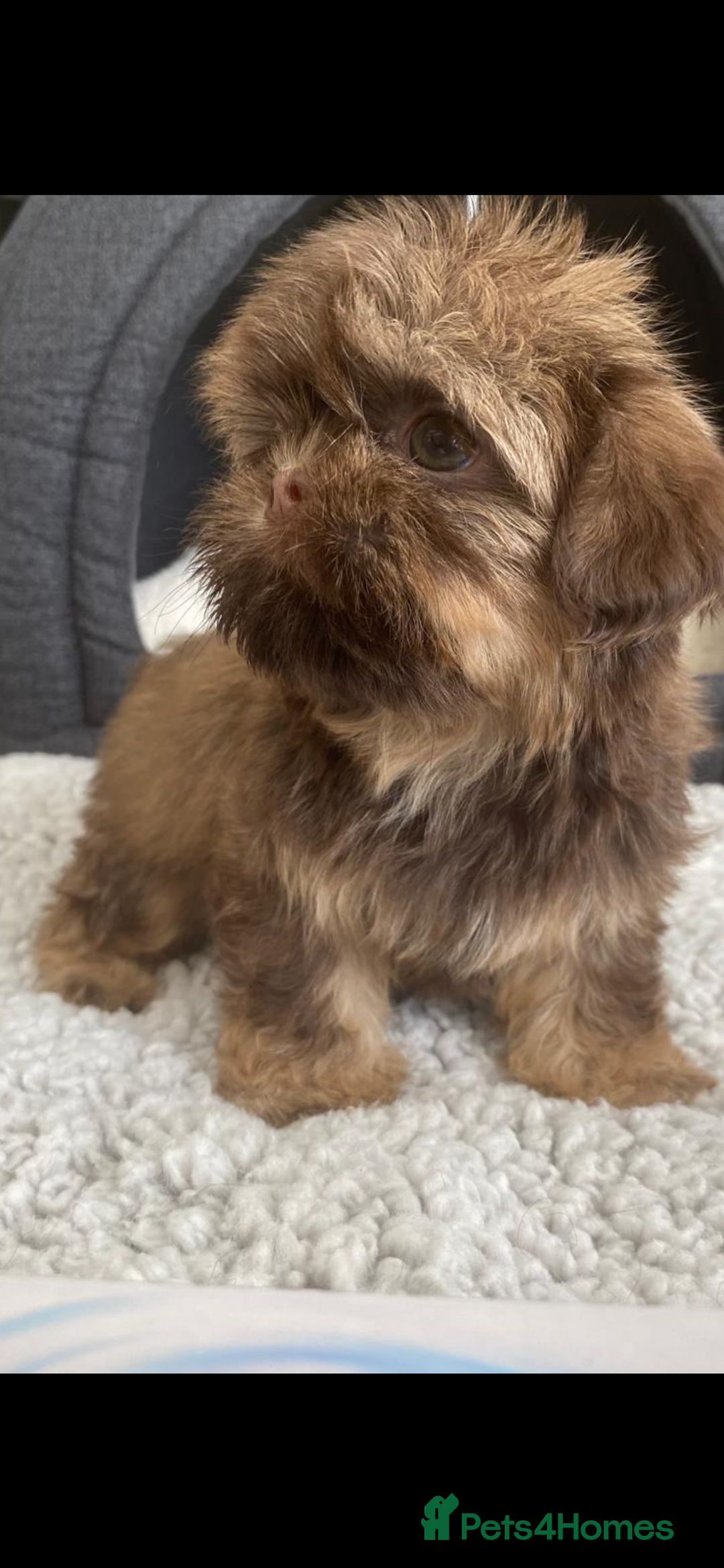Shih Tzu dogs for sale: Shih tzu furbabies  - Image 4