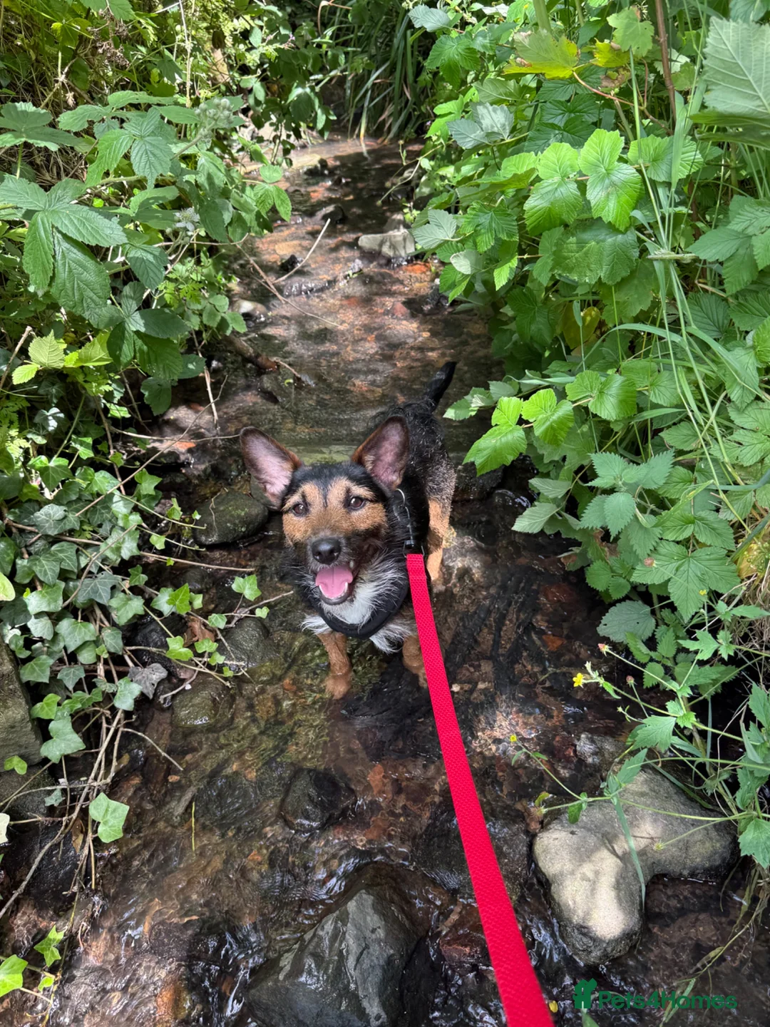 Jack Russell dogs for sale: 1 year old black and tan Jack Russell in Newcastle upon Tyne - Advert 2