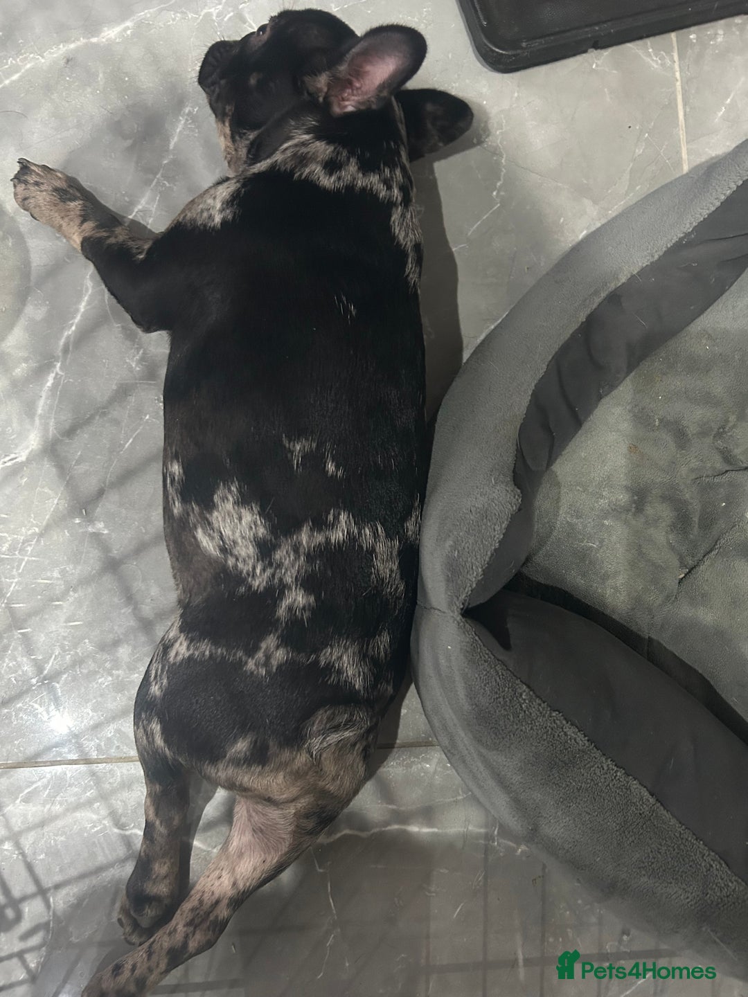 French Bulldog dogs for sale: Estella (Stell’s) - Advert 4