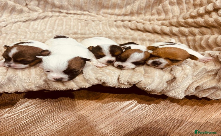 Jack Russell dogs - Advert 7