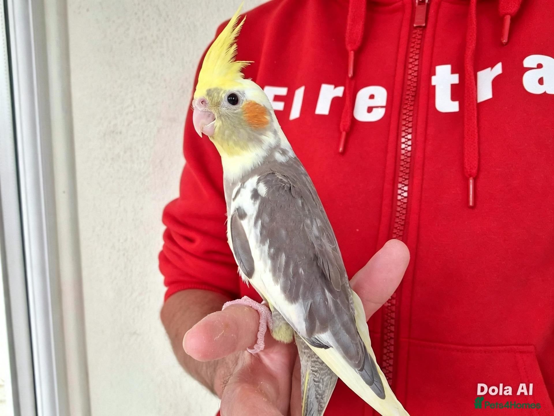Cockatiels birds Super Tamed baby Cockatiel for sale - Advert 12