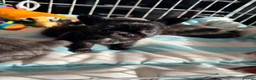 Chihuahua dogs for sale: Long coat chihuahua  - Advert 9