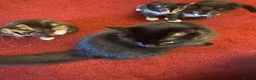 Mixed Breed cats for sale: 3  beautiful kittens - Advert 2