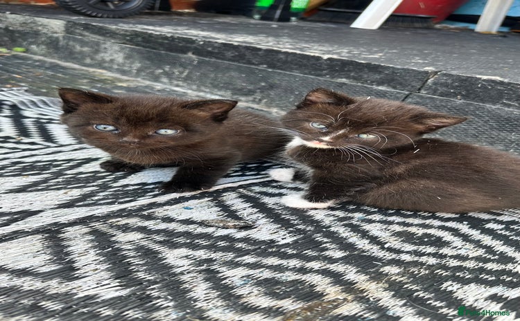 Mixed Breed cats - Advert 13