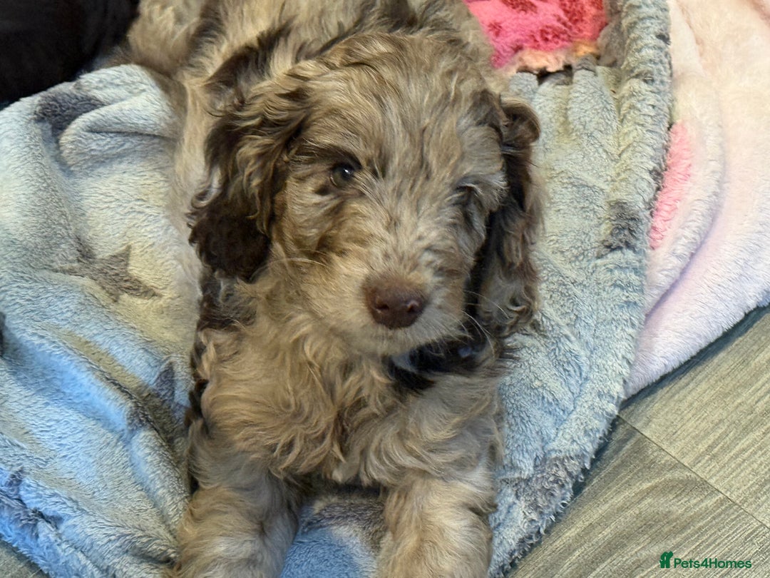 Cockapoo dogs for sale: F1 Show Cockapoo - Image 1