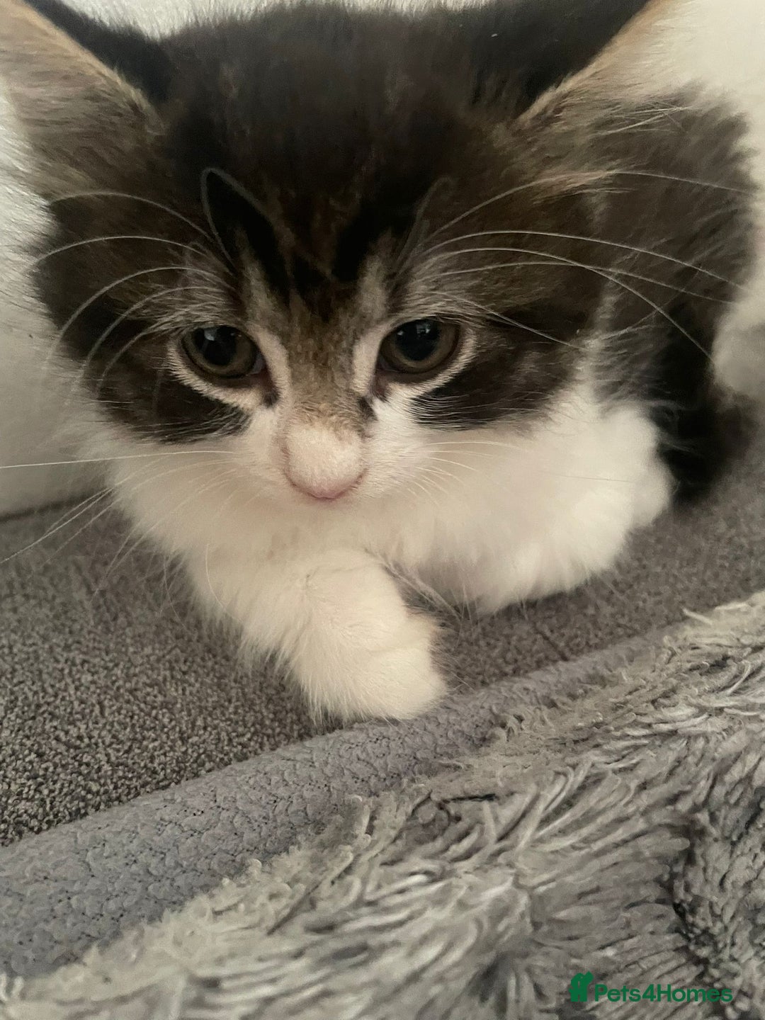 Mixed Breed cats for sale: Mix maine cone kittens  - Image 23