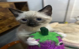 Snowshoe cats for sale: Three stunning snowshoe kittens  - Advert 3