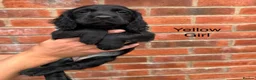 Cocker Spaniel dogs for sale: Cocker Spaniel Puppies - Advert 11