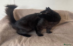 Norwegian Forest Cat cats for sale: 3 beautiful kittens  - Image 6