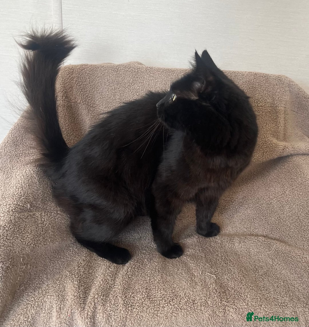 Norwegian Forest Cat cats for sale: 3 beautiful kittens  - Image 6