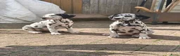 Dalmatian dogs for sale: Last girl x  - Advert 3