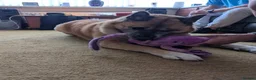 Akita dogs for adoption: Naala - Advert 5