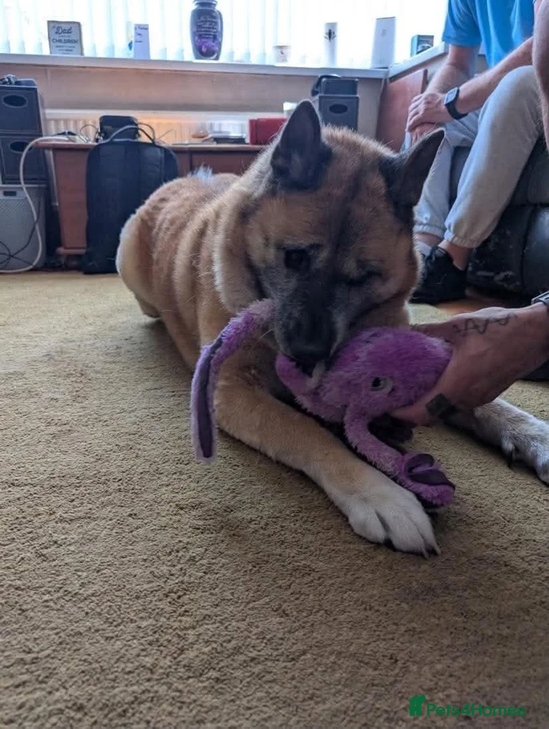 Akita dogs for adoption: Naala - Advert 5
