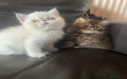 Exotic cats for sale: GCCF REG PKD FREE PEDIGREE EXOTICS - Image 2