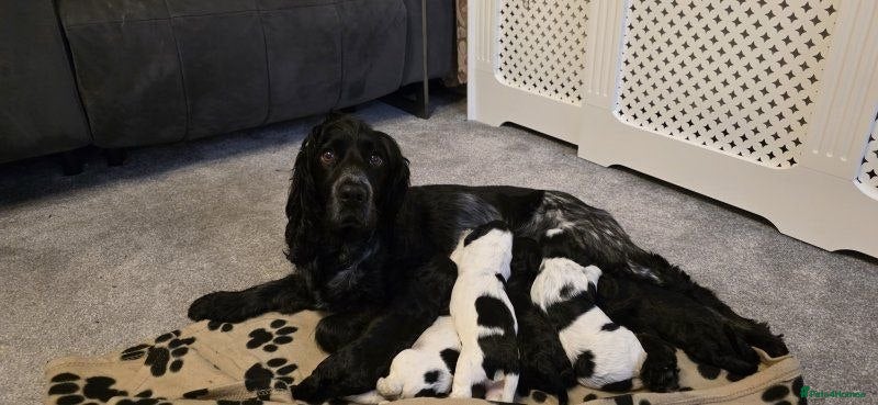 Cocker Spaniel dogs COCKER SPANIEL PUPPIES FOR SALE - Advert 14