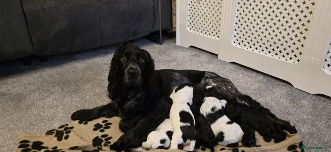 Cocker Spaniel dogs for sale: COCKER SPANIEL PUPPIES FOR SALE - Advert 1