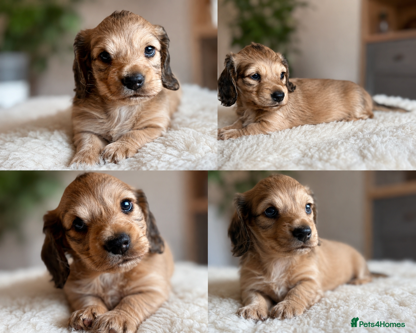 Miniature Dachshund dogs Miniature long haired cream dachshunds  - Advert 2