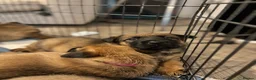 German Shepherd dogs for sale: 2 MALES LEFT German Shepherd puppies - Advert 15