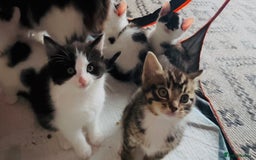 Domestic Shorthair cats for sale:  Beautiful litter mixed colours  - Image 2