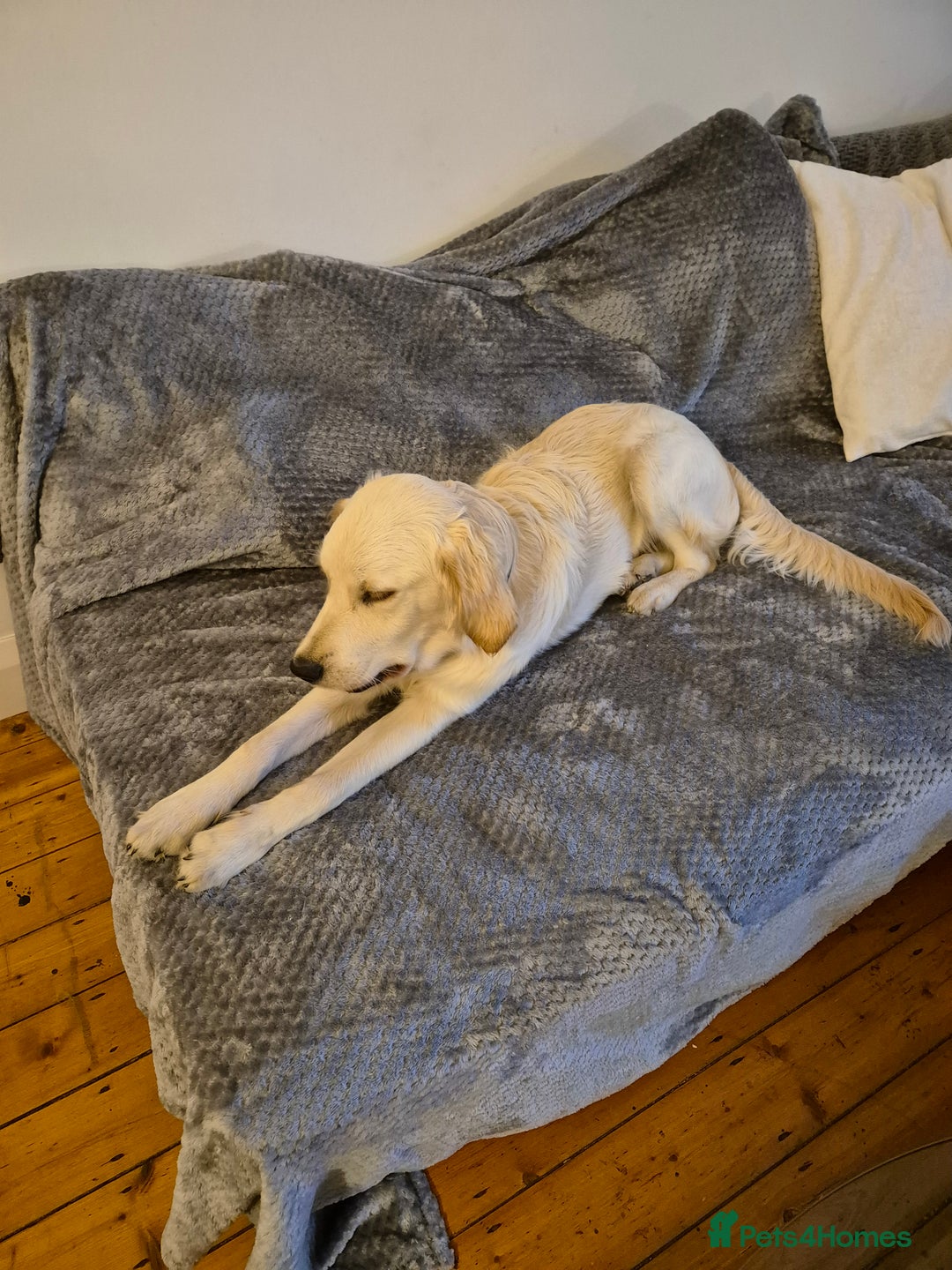 Golden Retriever dogs for sale: Golden retriever 10 months old - Advert 14