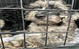 Cockapoo dogs for sale: Ready Now Beautiful Cockapoo pups £1000 in Wolverhampton - Image 22