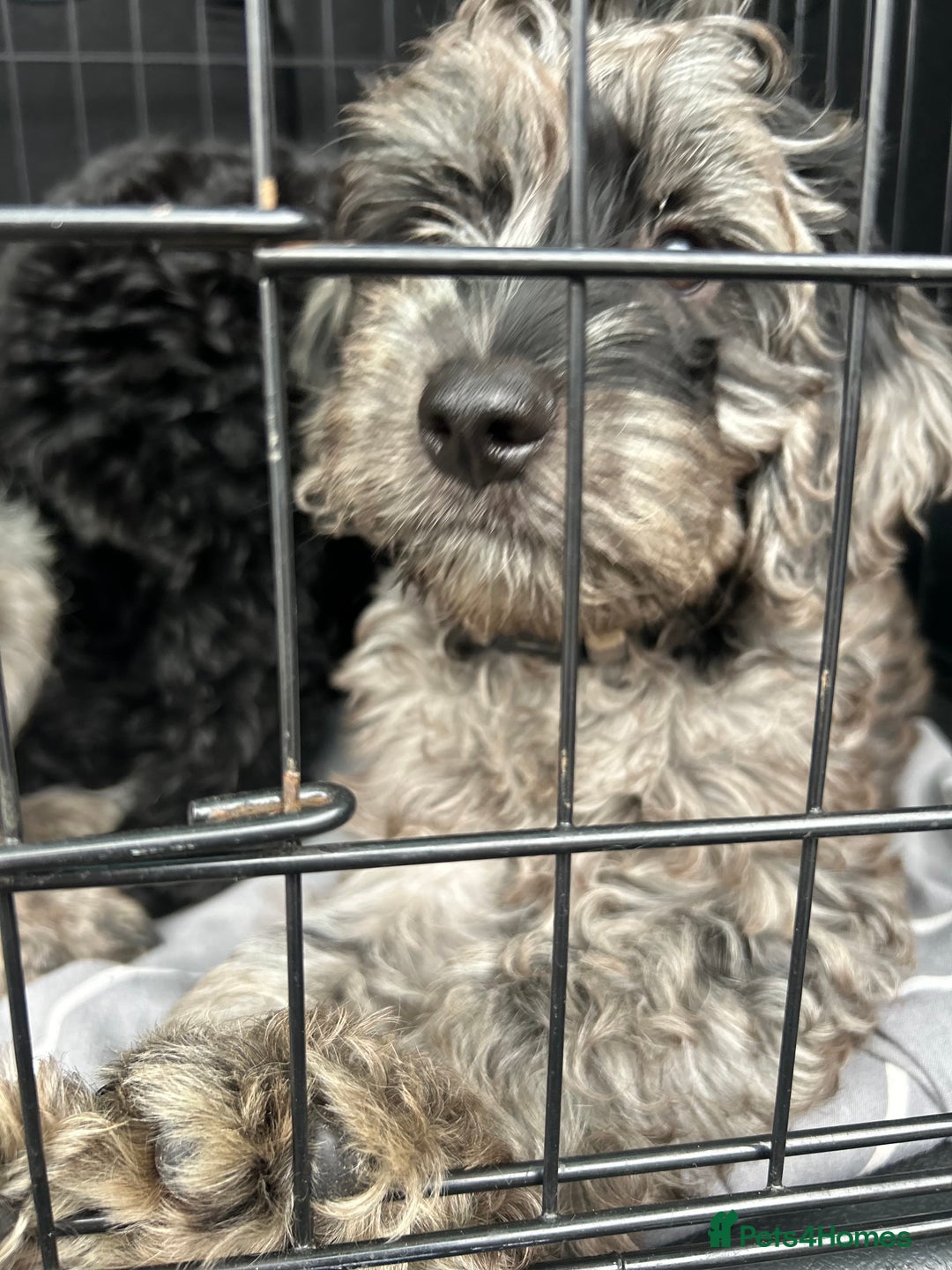 Cockapoo dogs for sale: Ready Now Beautiful Cockapoo pups £1000 in Wolverhampton - Image 22