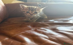 Domestic Shorthair cats for sale: 3 tabby 2 ginger - Image 9