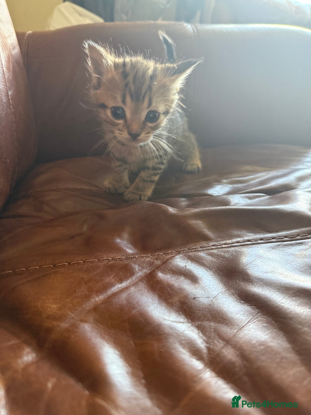 Domestic Shorthair cats for sale: 3 tabby 2 ginger - Image 9