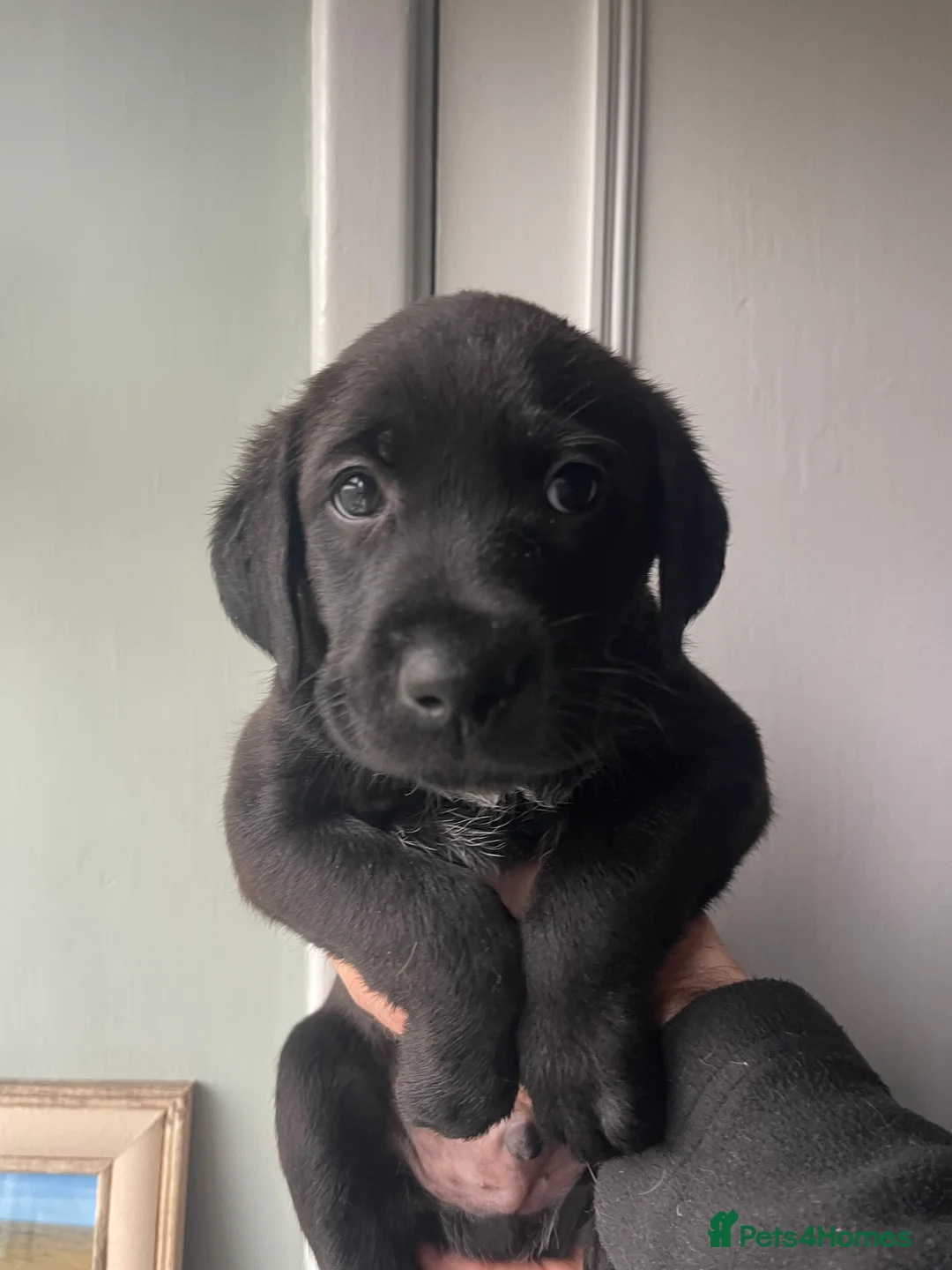 Mixed Breed dogs for sale: Labrador Retriever x Podenco Puppies - Advert 10