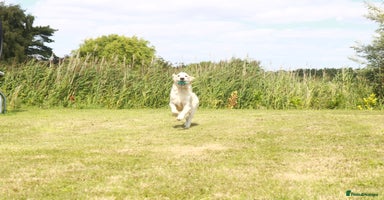 Golden Retriever dogs - Advert 13