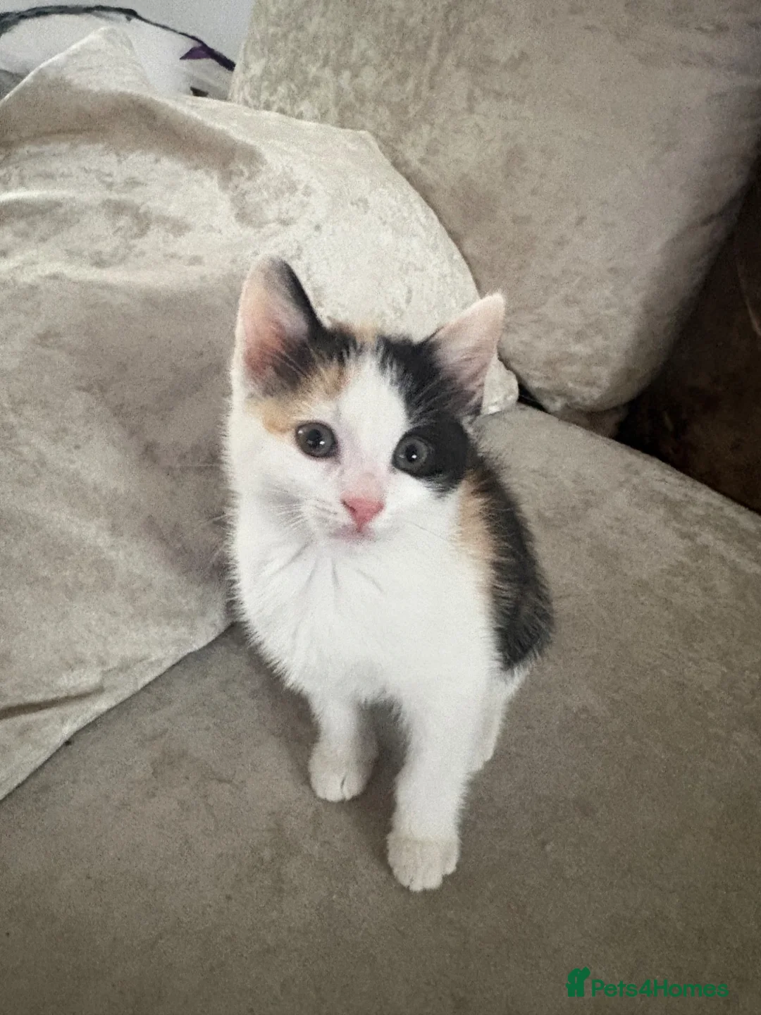 Mixed Breed cats for sale: Beautiful Calico Girls - Advert 13