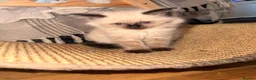 Ragdoll cats for sale: Cherubim Ragdoll - Advert 16