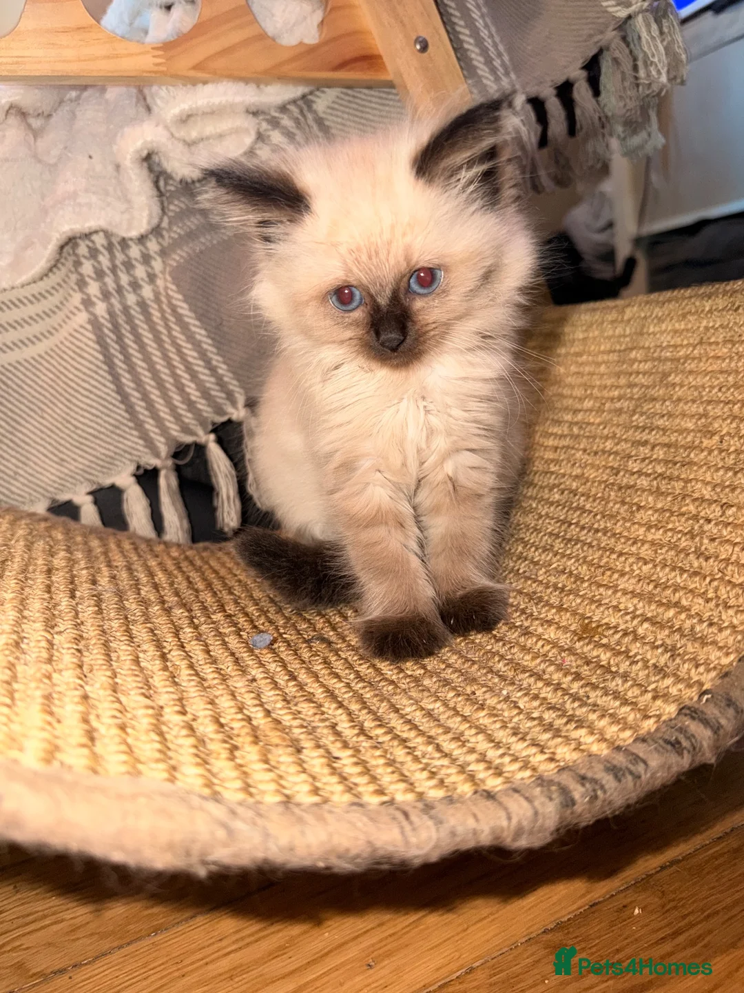 Ragdoll cats for sale: Cherubim Ragdoll - Advert 16
